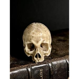  Skull Memento Mori In Antique Ivory – Central Europe , 18th/ Early 19th Century – Cites 