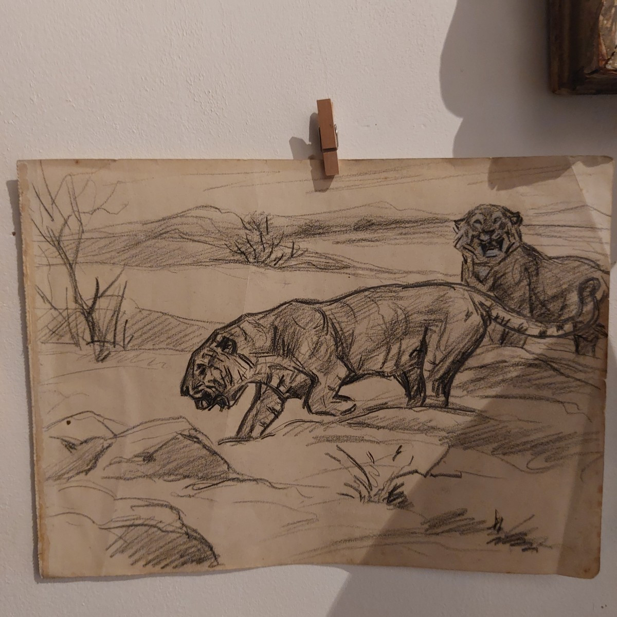 Etude de tigre 20ème -photo-3