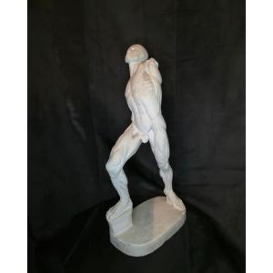 Sculpture en plâtre – écorché, modèle d’étude début XXe