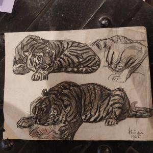 Tiger Study 20th