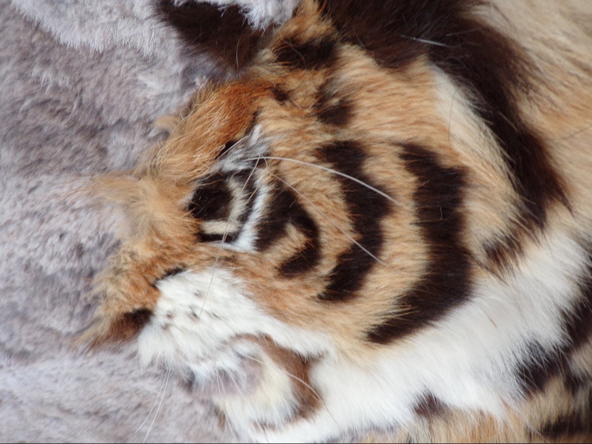 Tapisserie ( Patchwork) En Peau De Bete . Paysage Asie Avec  Cinq Tigres Du Bengale.-photo-5