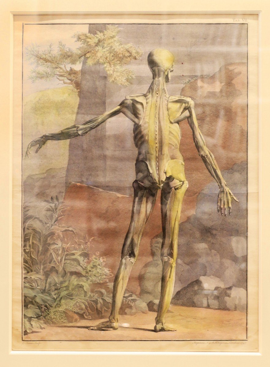 Albinus - Two Prints - A Skeleton And A Flayed - 1749-photo-2