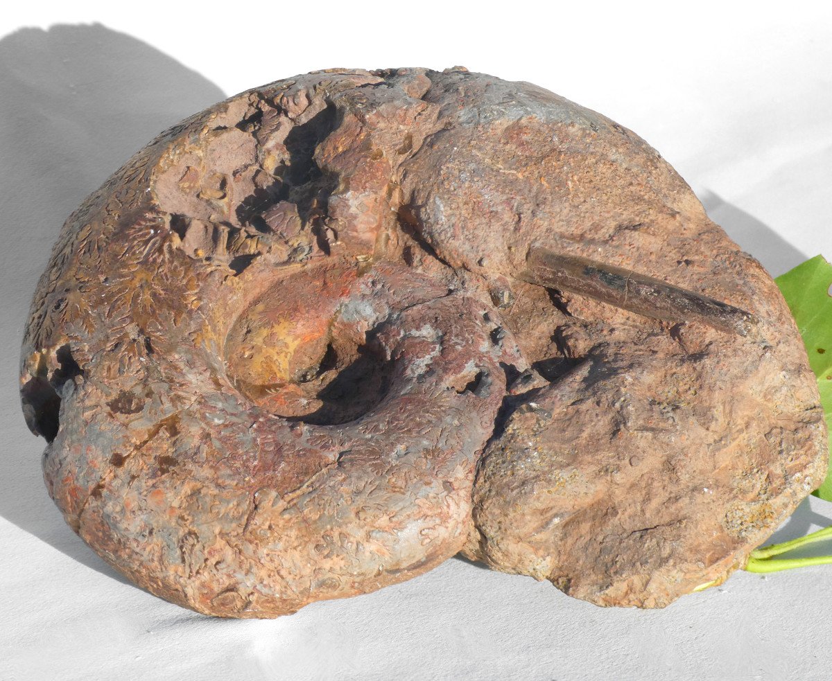Objet De Curiosité , Ammonite Haploceras Fossilisée , Fossile , Coquillage , Cabinets De Curios-photo-2