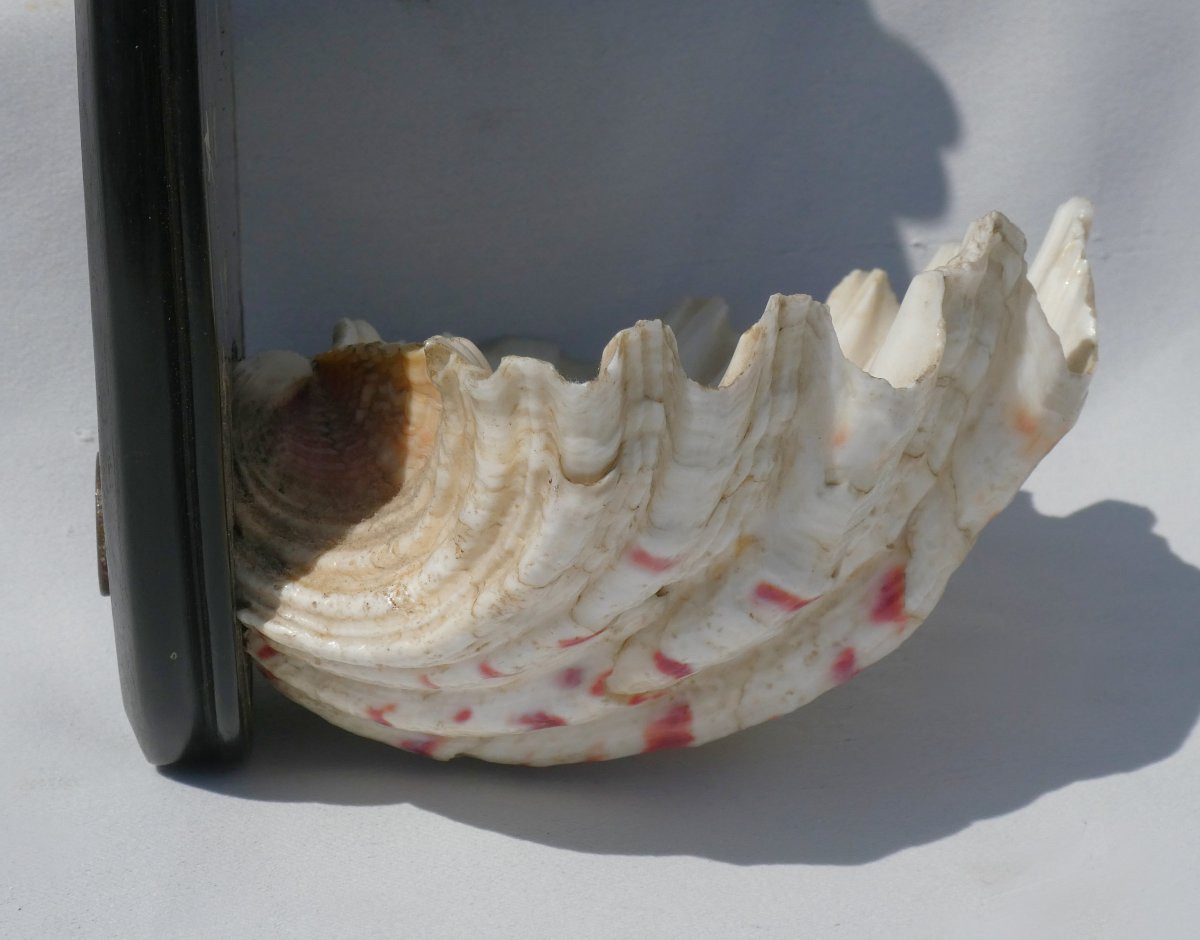 Napoleon III Period Wall-mounted Holy Water Font, Shell, Blackened Wood & Mother-of-pearl, Napoleon III Ebonite -photo-2