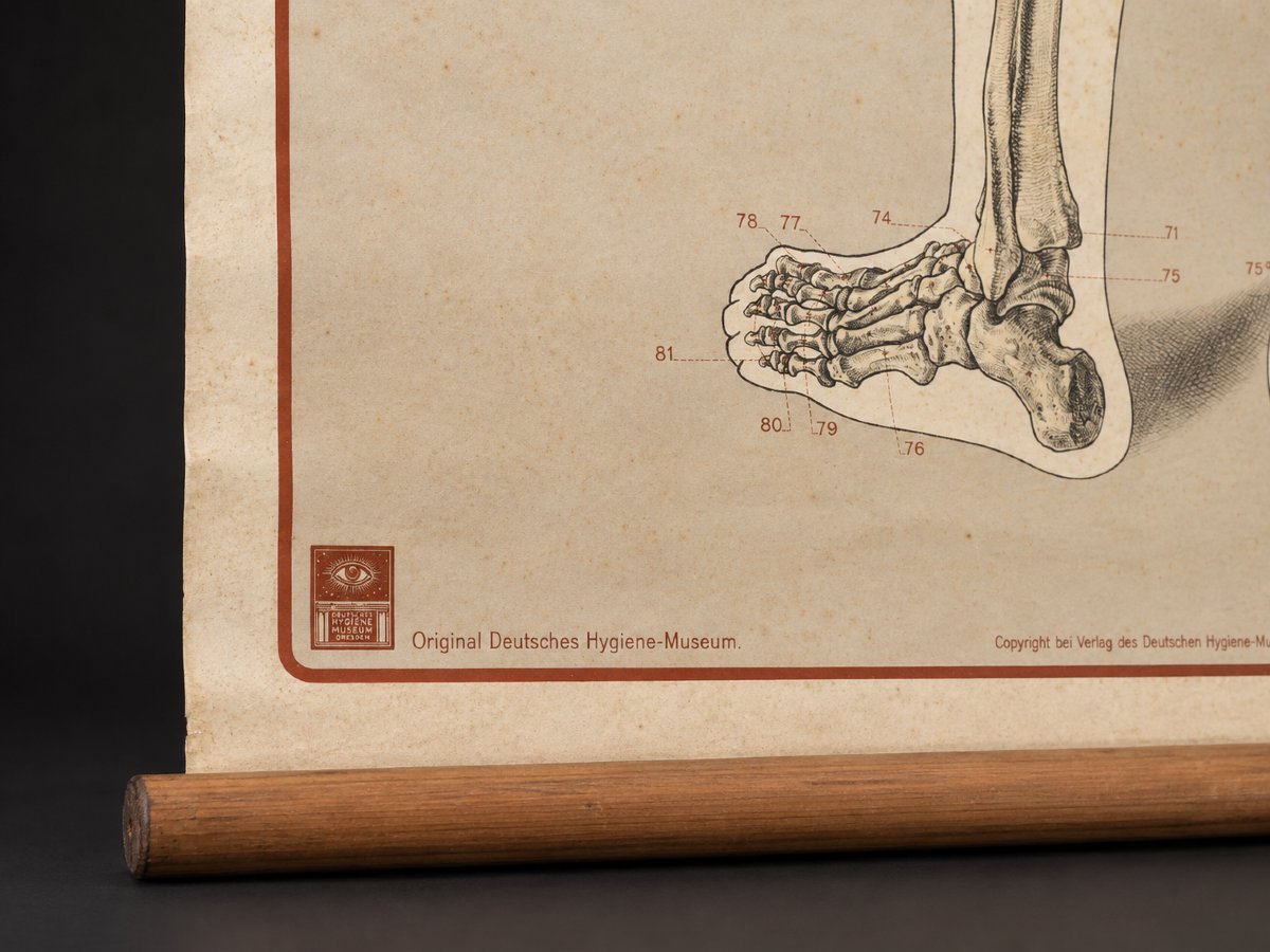 Large Anatomical Chart For Educational Use – Human Skeleton – Deutsches Hygiene-museum In Dresden – 20th Century-photo-2