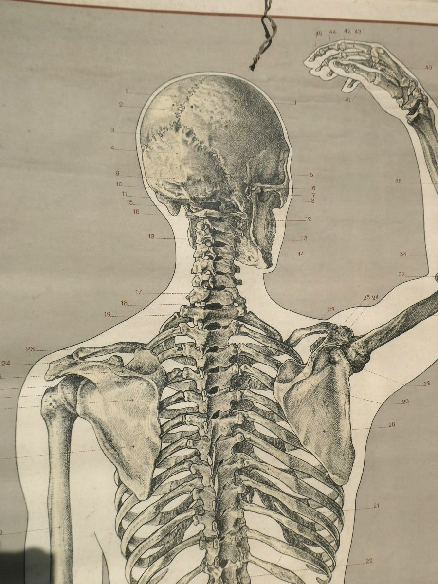 Large Anatomical Chart For Educational Use – Human Skeleton – Deutsches Hygiene-museum In Dresden – 20th Century-photo-3