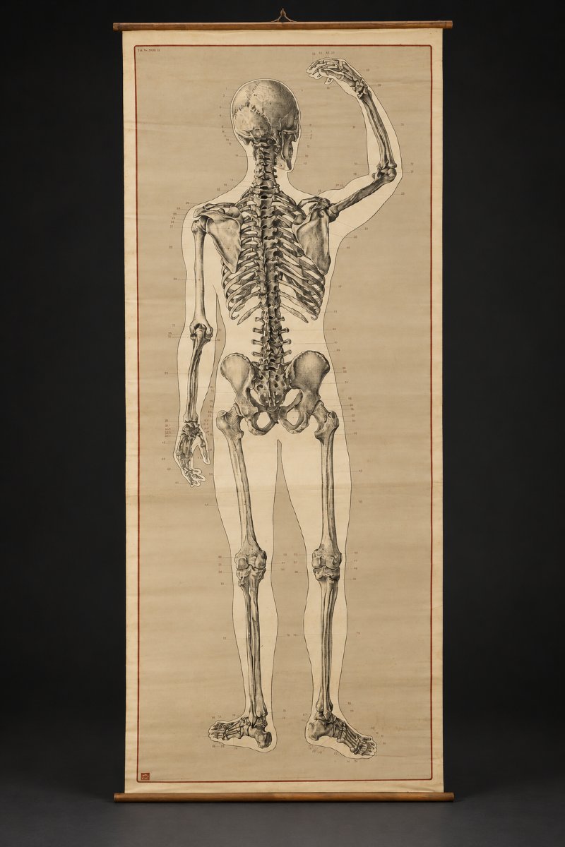 Large Anatomical Chart For Educational Use – Human Skeleton – Deutsches Hygiene-museum In Dresden – 20th Century