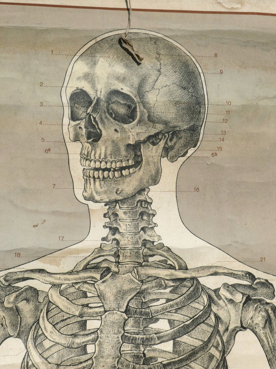 Large Educational Anatomical Chart Of The Human Skeleton – Deutsches Hygiene-museum In Dresden – 1930-photo-2
