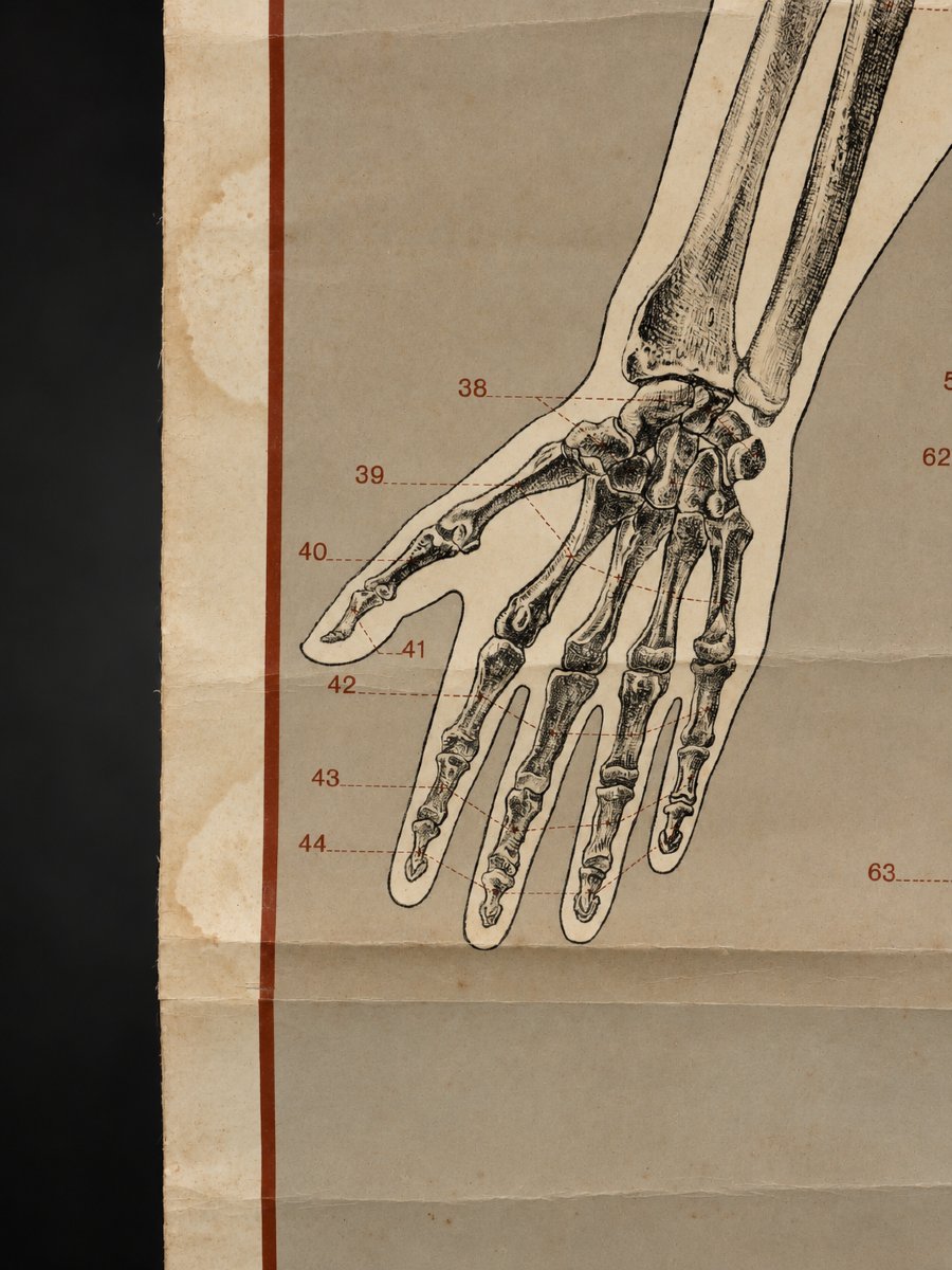 Large Educational Anatomical Chart Of The Human Skeleton – Deutsches Hygiene-museum In Dresden – 1930-photo-4
