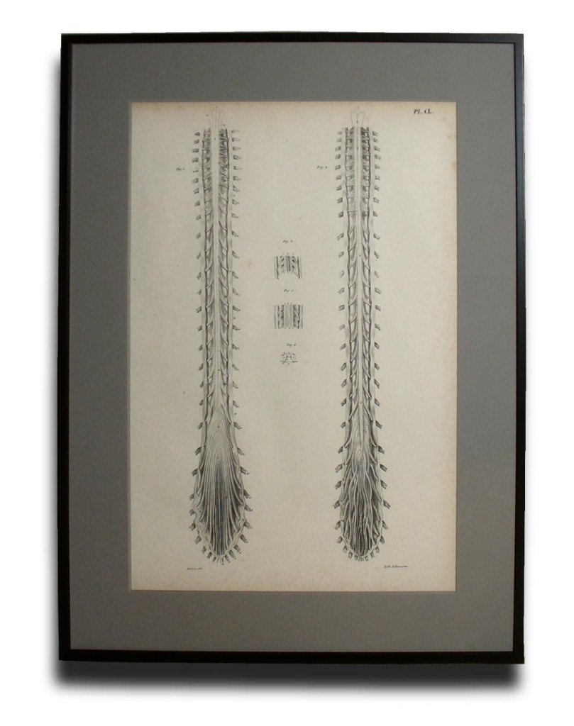 Serie De 6 Grandes Gravures Encadrées , Planches Anatomiques XIXe , Cabinet De Curiosités-photo-1