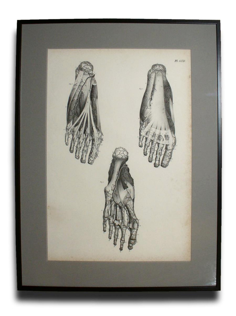 Serie De 6 Grandes Gravures Encadrées , Planches Anatomiques XIXe , Cabinet De Curiosités-photo-2