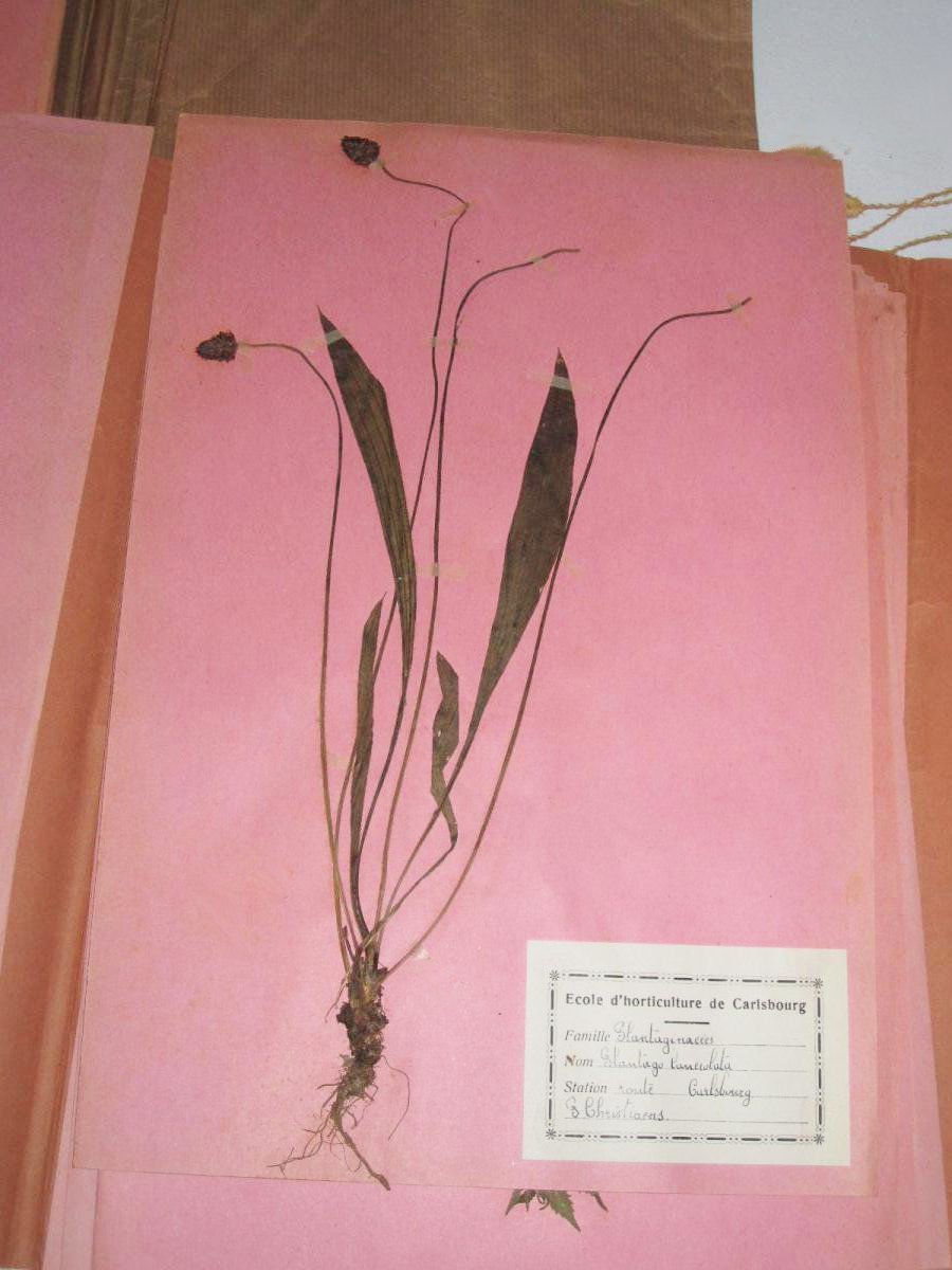 Herbarium Containing 26 Boards, Early 20th Century, Cabinet Of Curiosities, Plants-photo-2