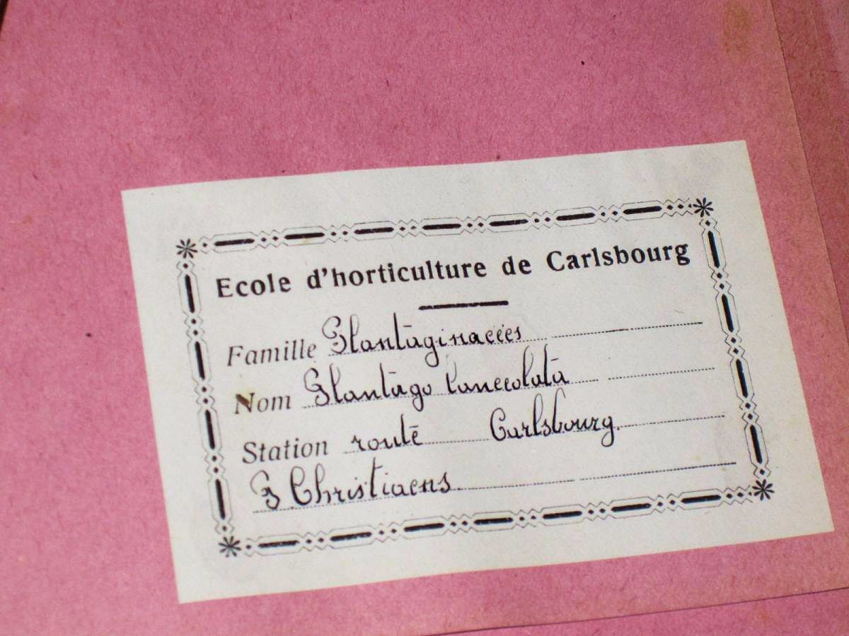 Herbarium Containing 26 Boards, Early 20th Century, Cabinet Of Curiosities, Plants-photo-1