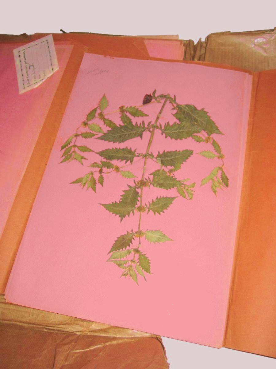 Herbarium Containing 26 Boards, Early 20th Century, Cabinet Of Curiosities, Plants