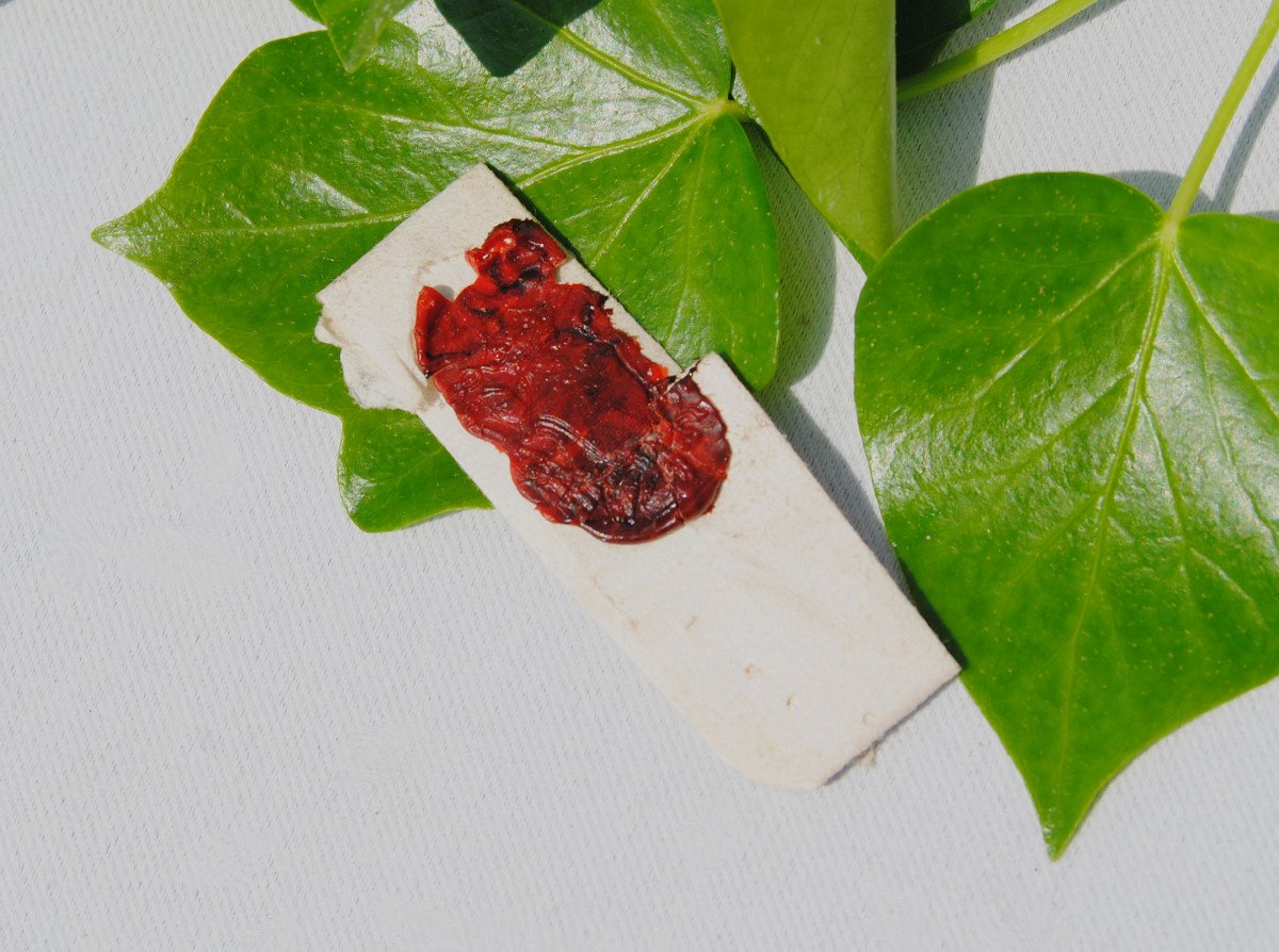 18th Century Relic Pius Sextus Wax Seal Reliquary 1779 Pope Pius VI Historical Souvenir-photo-3