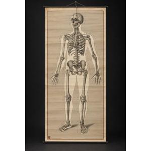 Large Educational Anatomical Chart Of The Human Skeleton – Deutsches Hygiene-museum In Dresden – 1930