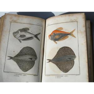 18th Century Leather Book, Ornithology Color Engravings, Fish Natural History Buffon 1801