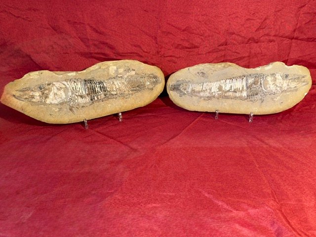 Male And Female Fish Fossils-photo-2