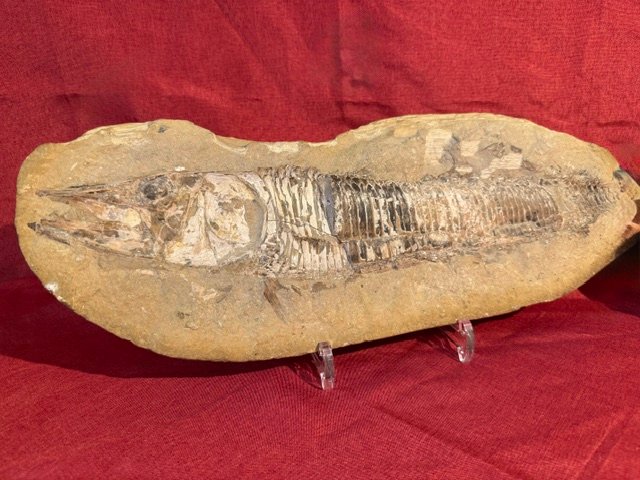 Male And Female Fish Fossils-photo-3