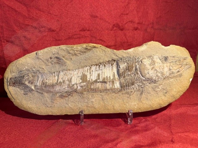Male And Female Fish Fossils-photo-4
