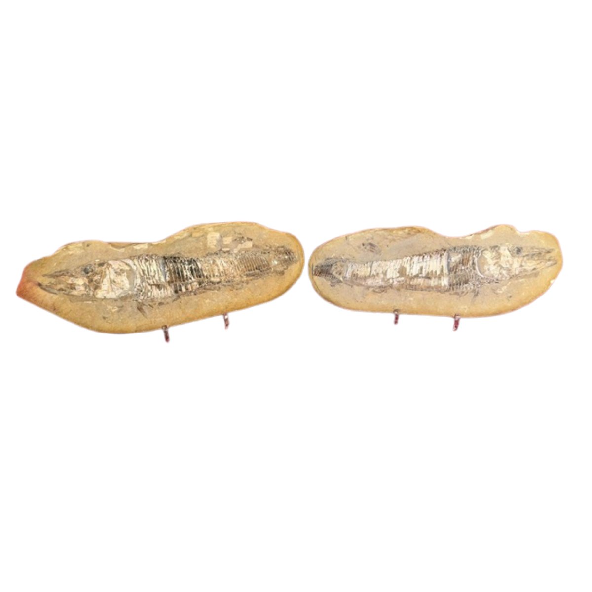 Male And Female Fish Fossils