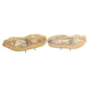 Male And Female Fish Fossils