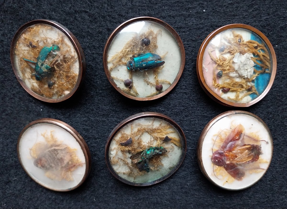 12 Boutons naturalistes à la Buffon XVIIIème-photo-2