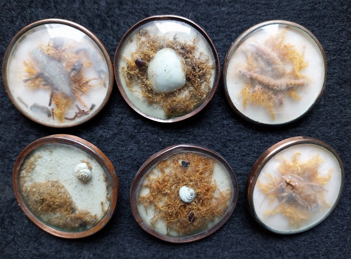 12 Boutons naturalistes à la Buffon XVIIIème-photo-3