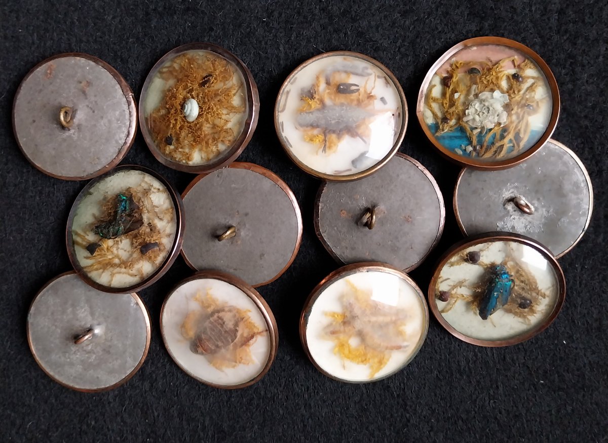 12 Boutons naturalistes à la Buffon XVIIIème-photo-4