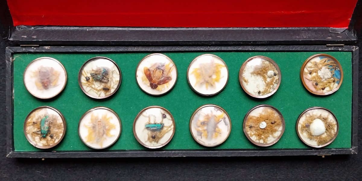 12 Boutons naturalistes à la Buffon XVIIIème