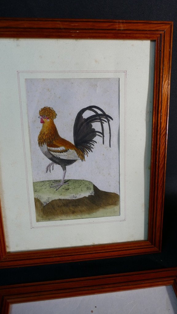 François-nicolas Martinet, 6 Gravures Colorées d'Oiseaux, époque XVIII ème Siècle-photo-4