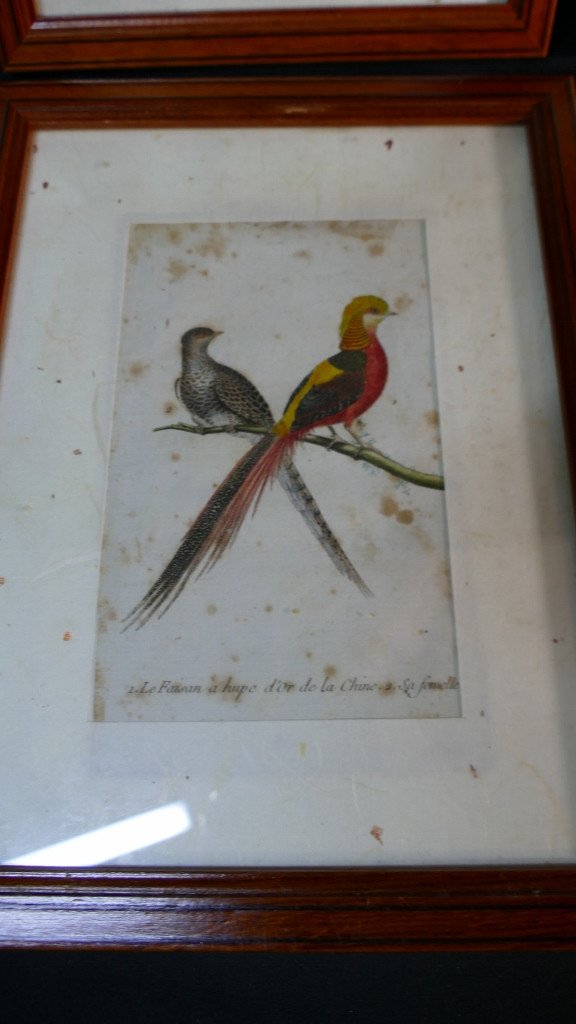 François-nicolas Martinet, 6 Gravures Colorées d'Oiseaux, époque XVIII ème Siècle-photo-2