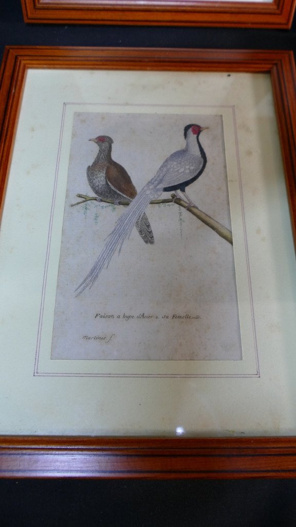 François-nicolas Martinet, 6 Gravures Colorées d'Oiseaux, époque XVIII ème Siècle-photo-3