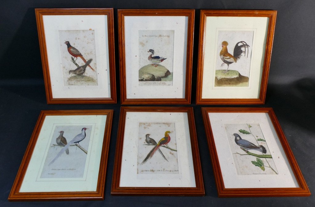 François-nicolas Martinet, 6 Gravures Colorées d'Oiseaux, époque XVIII ème Siècle