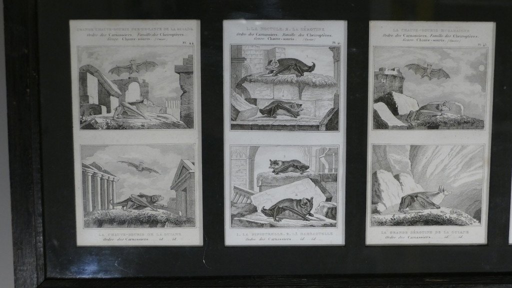 6 Framed Prints After Buffon, Series Of Bats, Early XIXth-photo-2