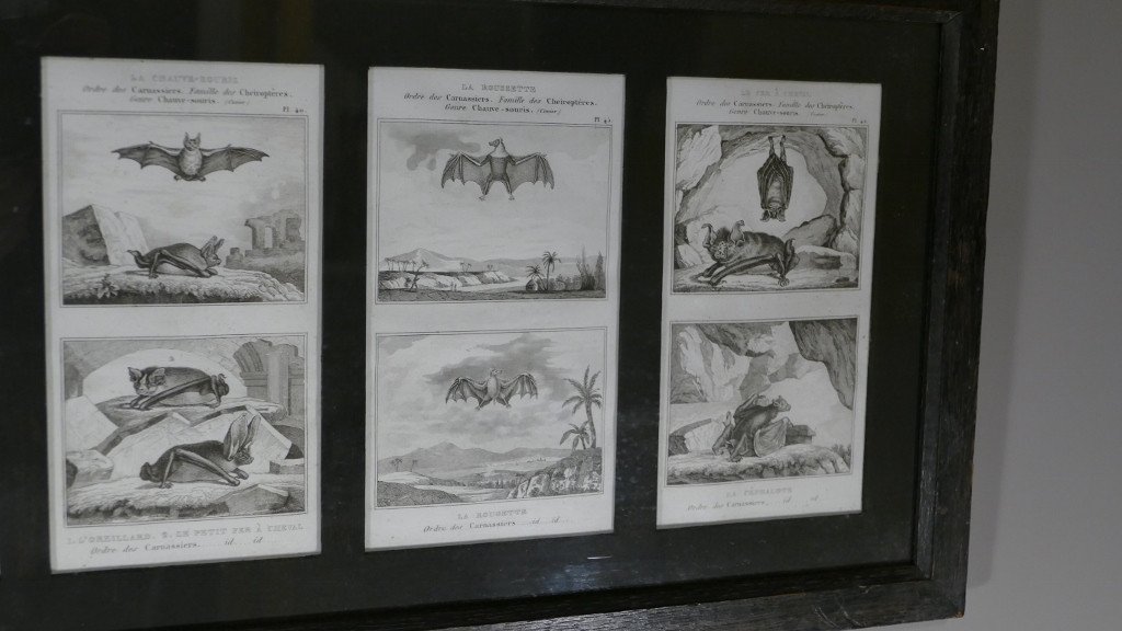 6 Framed Prints After Buffon, Series Of Bats, Early XIXth-photo-1