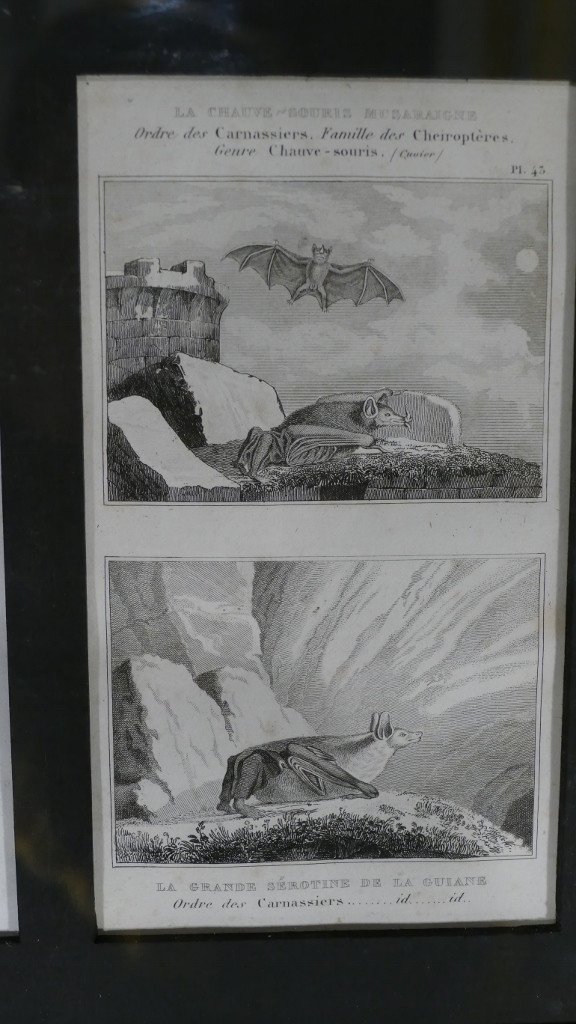 6 Framed Prints After Buffon, Series Of Bats, Early XIXth-photo-5
