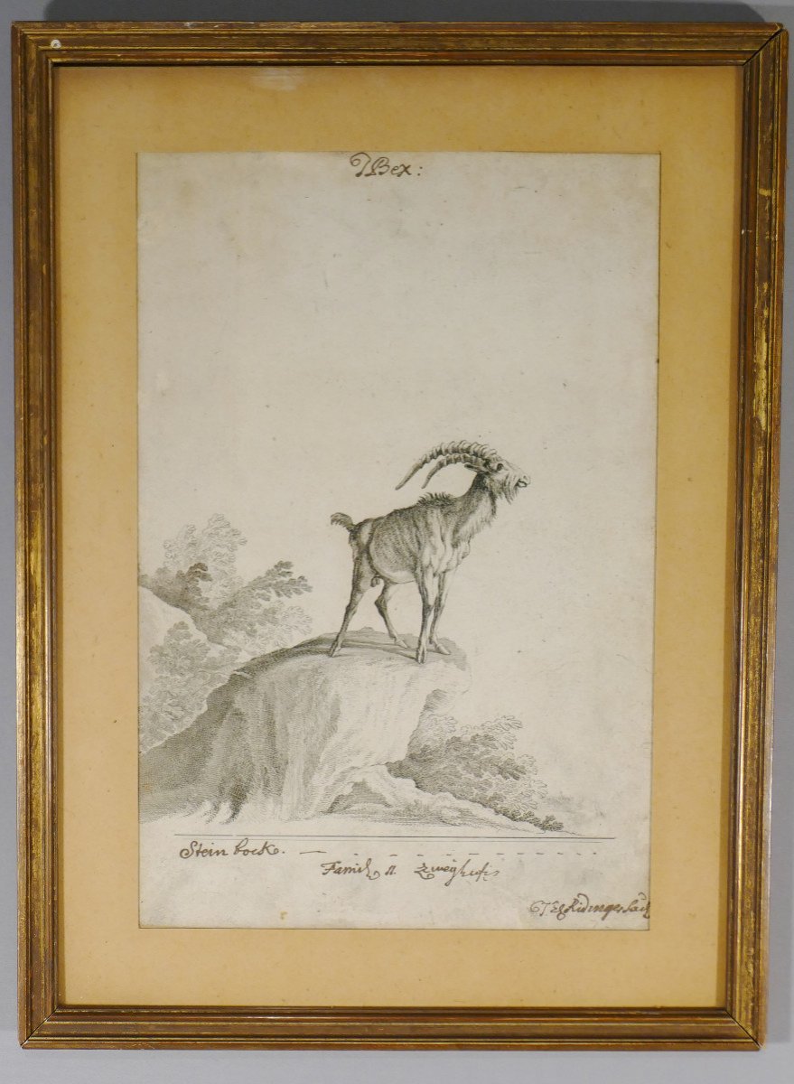 Johann Elias Ridinger, Gravure XVIII ème Originale à l'Eau Forte, Bouquetin, Première épreuve