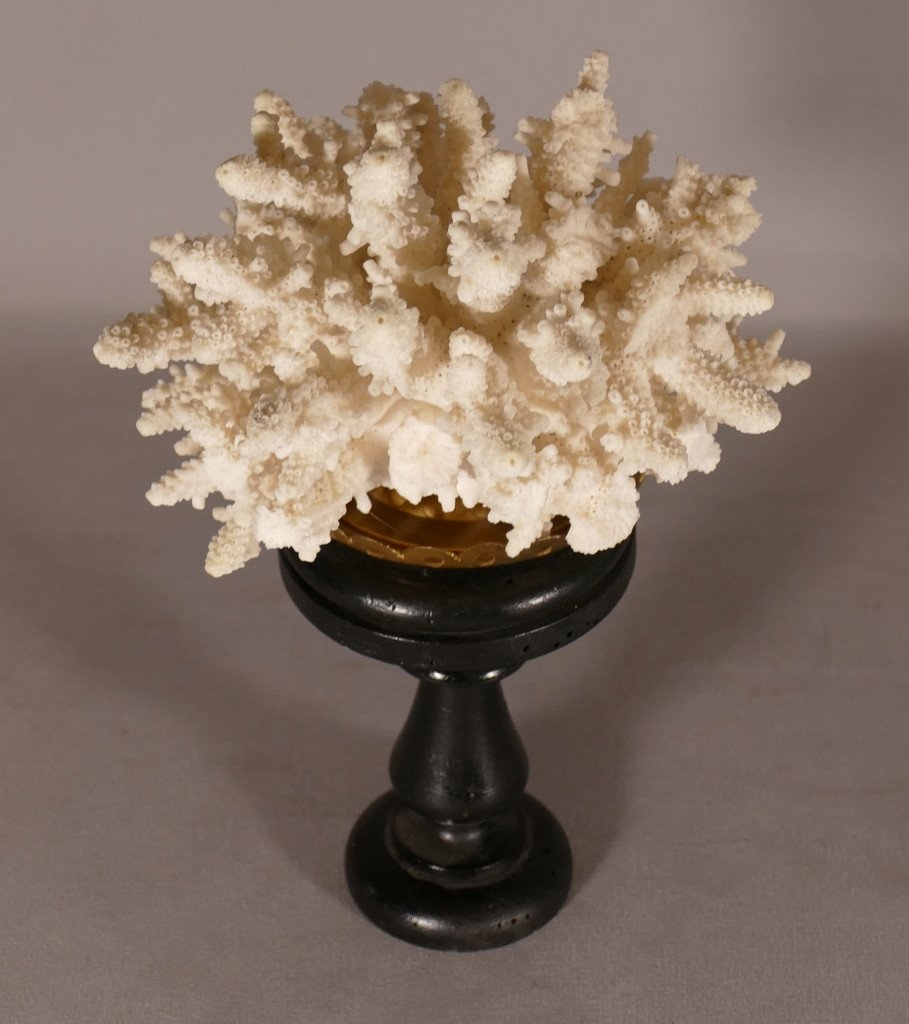 Bush Coral On Blackened Wooden Base, Cabinet Of Curiosities-photo-2