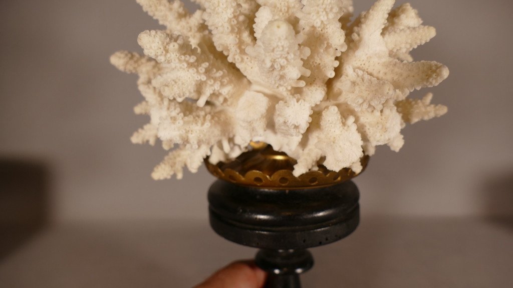 Bush Coral On Blackened Wooden Base, Cabinet Of Curiosities-photo-4