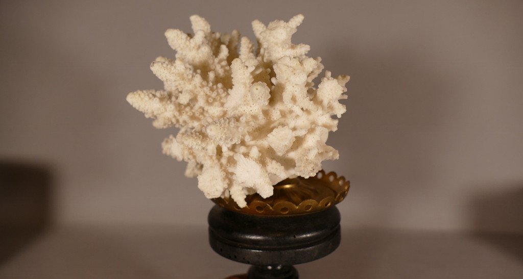 Bush Coral On Blackened Wooden Base, Cabinet Of Curiosities-photo-1