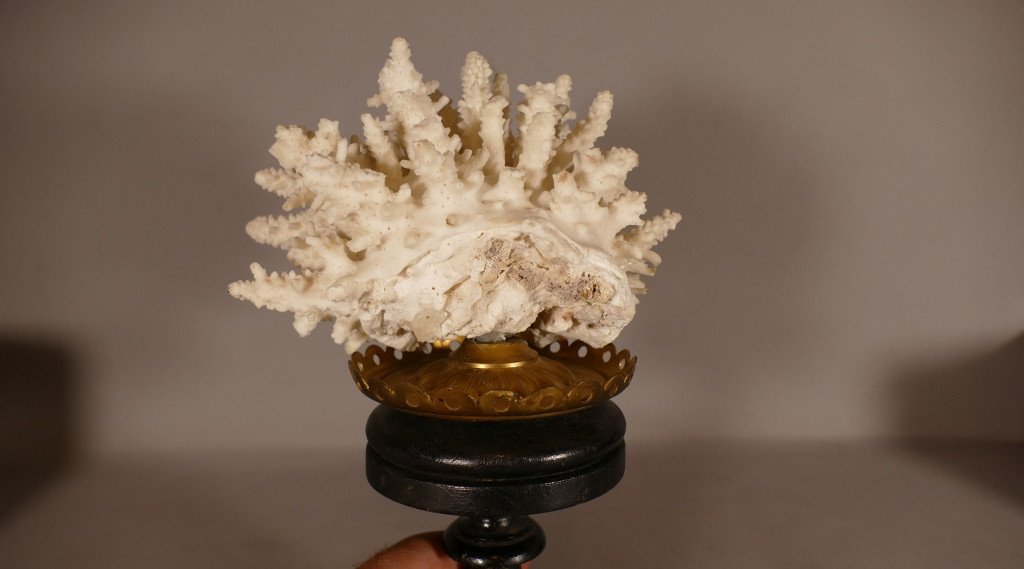 Bush Coral On Blackened Wooden Base, Cabinet Of Curiosities-photo-2