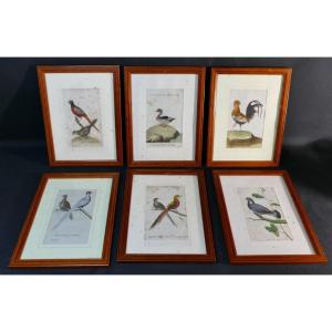 François-nicolas Martinet, 6 Gravures Colorées d'Oiseaux, époque XVIII ème Siècle