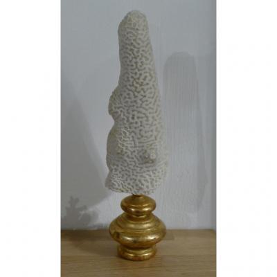 Coral On Pedestal In Golden Wood