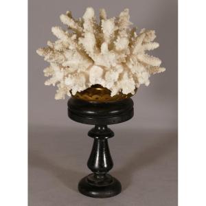 Bush Coral On Blackened Wooden Base, Cabinet Of Curiosities