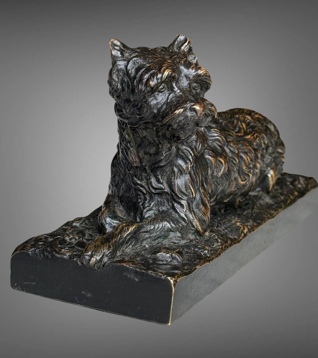 Griffon-photo-4