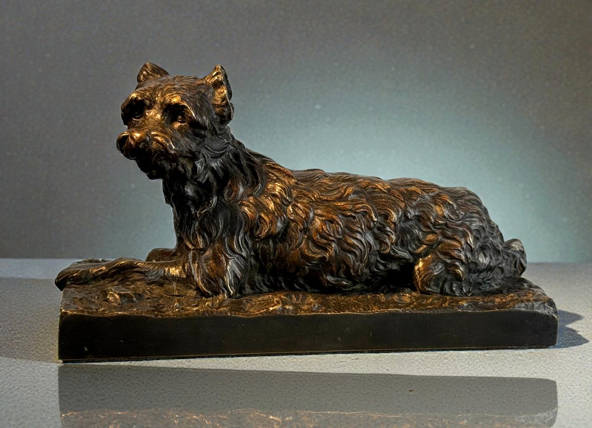 Griffon-photo-5