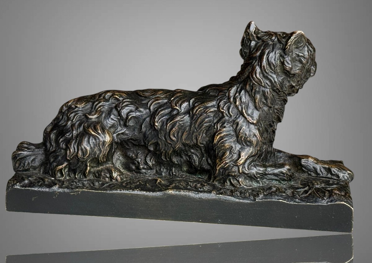 Griffon-photo-8