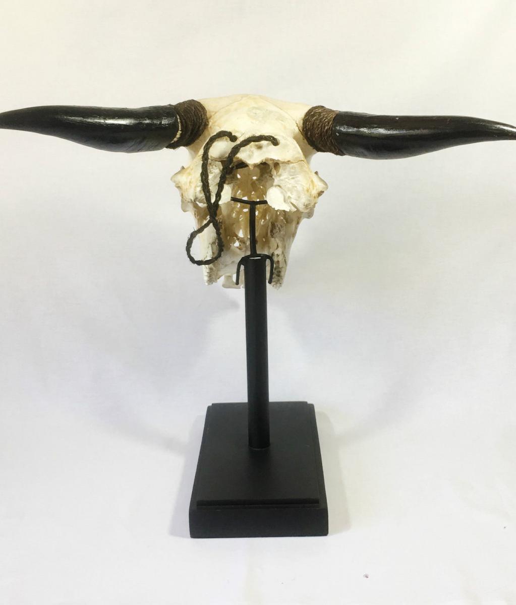 Large Buffalo Head "massacre" Bone On Base / Or Wall-photo-5