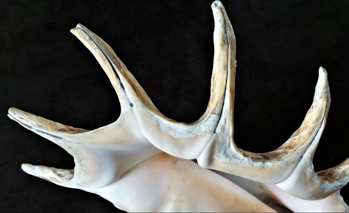 GRAND LAMBIS - STROMBIDAE A 7 BRANCHES- LITTORINI MORPHA-photo-2